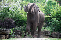 Der Elefantenbulle Voi Nam mit gehobenen Rüssel im Zoo Leipzig