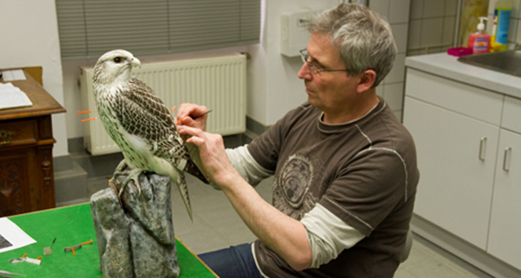 Der Präparator des Naturkundemuseums bearbeitet einen Falken.