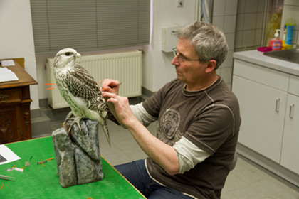 Der Präparator des Naturkundemuseums bearbeitet einen Falken.