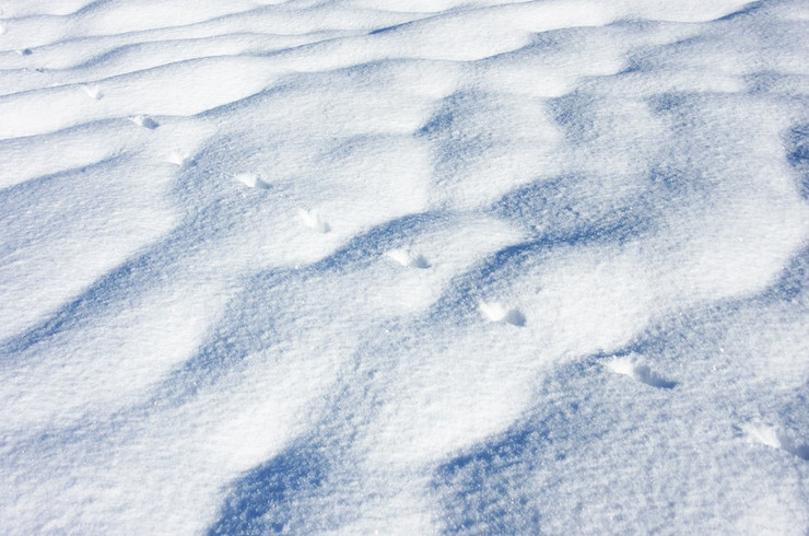 Auf weißem Schnee sind Laufspuren zu erkennen.