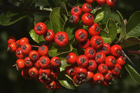 rote Früchte des Mehlbeerebaums in Nahaufnahme am Zweige hängend
