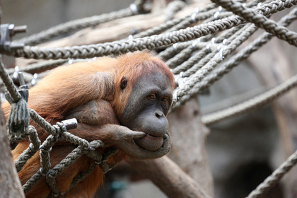 Ein Orang-Utan hockt in einem Netz aus Seilen.