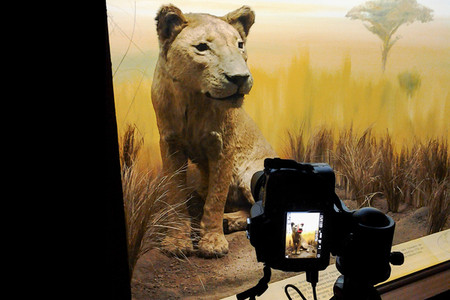 Löwin in der Dauerausstellung des Naturkundemuseums wird fotografiert