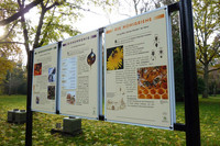 Schautafel zur Information der Lebensweise der Honigbienen