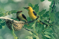 Zwei Pirole sitzen bei ihrem Nest