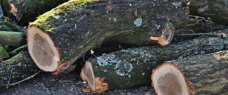 Zerlegte Stücke eines gefällten Baumes liegen auf einem Steinboden.