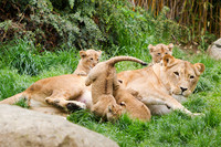 Löwin Kigali mit Jungtieren auf einer Wiese im Zoo Leipzig