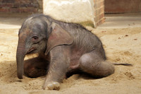 Der Babyelefant aus dem Zoo Leipzig, der am 25. März 2015 geboren wurde.