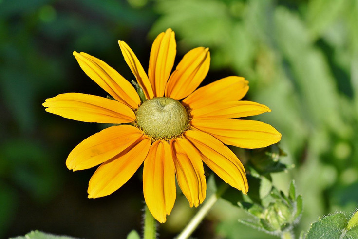 Gelbe Blüte eines Sonnenhutes