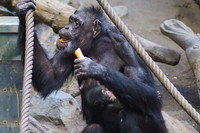 Ein Schimpansenweibchen sitzt mit ihrem Jungtier auf der Brust auf einem Baumstamm. In der linken Hand hält es eine Karotte, mit der rechten Hand hält es sich an einem Seil fest. 