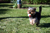 Kleiner Hund rennt über Wiese