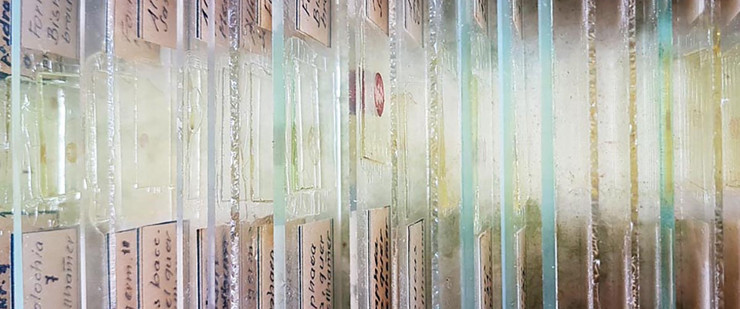 Mikroskopische Präparate von Pflanzenquerschnitten jeweils zwischen zwei Glasplättchen gelagert und beschriftet.