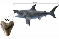 Darstellung des Urzeit-Hais Megalodon und Angabe der Maximalkörperlänge von 20 Metern, dazu die vergrößerte Abbildung eines seiner Zähne
