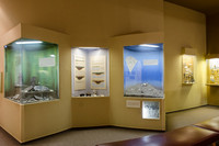 Ausstellungsraum mit verschiedenen Vitrinen im Naturkundemuseum