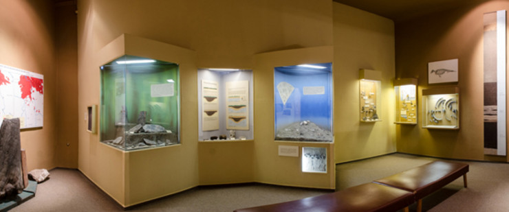 Ausstellungsraum mit verschiedenen Vitrinen im Naturkundemuseum