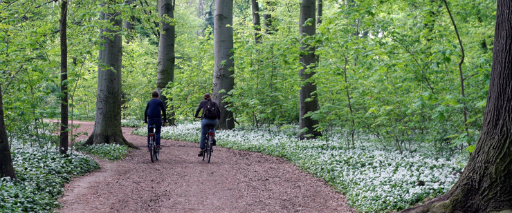 zwei Radfahrer auf einem Waldweg, ringsum blühender Bärlauch