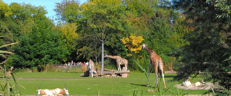 Giraffen und Antilopen in der Kiwara Savanne des Zoo Leipzig
