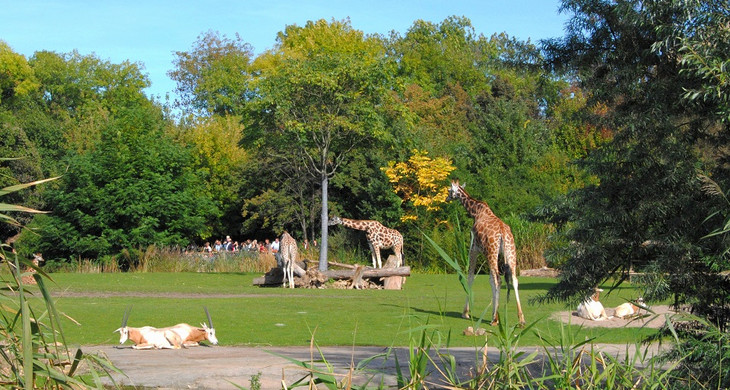 Giraffen und Antilopen in der Kiwara Savanne des Zoo Leipzig