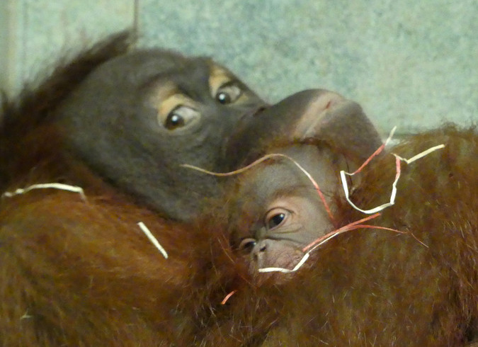 Der Kopf eines Urang Utans der mit einem kleinen Baby Orang Utan kuschelt
