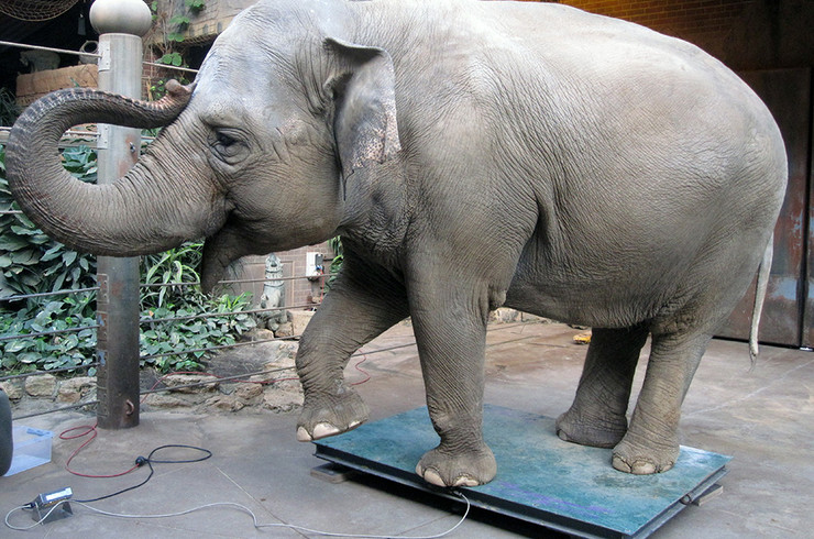 Elefantenkuh Hoa auf der Waage