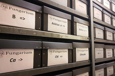 Die Hauptsammlung Fungarium besteht aus einem ganzen Regal voller Sammlungskästen.