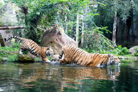 Zwei Tiger gehen ins Wasser. Ein weiterer Tiger liegt auf einem Felsen hinter dem Wasser und schaut zu.