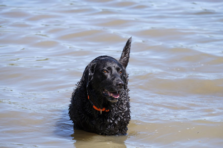 Nasser schwarzer Hund, der im See steht
