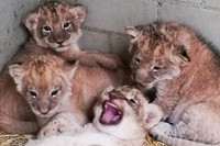 Vier Löwenbabys