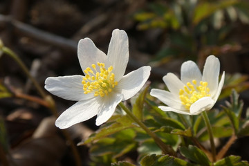 2 Blüten mit Pollen