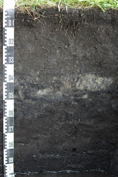 Bodenprofil degradiertes Niedermoor Bienitz Zschampert mit einem Maßstab