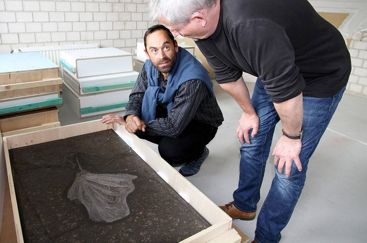 Dr. Ronny Maik Leder und Präparator René Diebitz vom Naturkundemuseum Leipzig begutachten eine perfekt präparierte fossile Seelilie