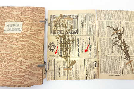 Ein altes Heft und daneben zwei Blätter mit gepressten Pflanzen