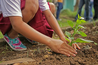 Zu sehen sind die Beine und Arme eines Mädchens im roten Rock, welches eine Pflanze in die Erde bringt.