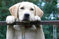 Ein Hund schaut über ein Metallgeländer. Er hat Pfoten und Schnauze auf die Geländerstange gelegt.