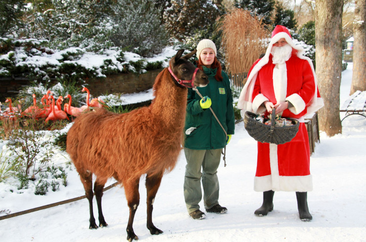 Ein Lama mit einer Pflegerin und einem Nikolaus im Zoo Leipzig