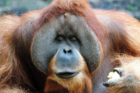 Ein Orang-Utan-Männchen mit einem Stück Apfel in der Hand