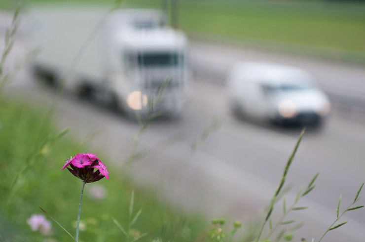 Eine lila Blume an einer Straße mit Lastwagen und PKW